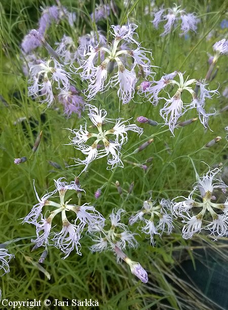 Dianthus superbus, pulskaneilikka